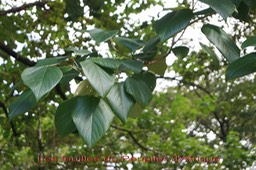 Peuplier d'Afrique ou Teck blanc- Les feuilles
