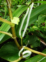 Piper umbellatum (2)
