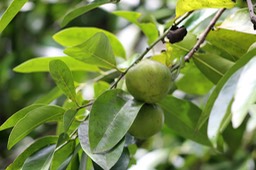 Sapote- Dispyros dygina-Ebénacée- exo