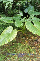 Songe malgache ou Via- Colocasia -  Aracée - exo