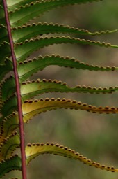 Sores de Nephrolepis abrupta