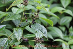 Tabac boeuf - Clidemia hirta - Mélastomatacée - exo