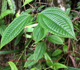 Tabac boeuf- Clidemia hirta- Mélastomatacée - exo