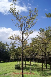 Une plantation de Benjoins