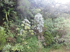 6 Velours blanc, Helichrysum heliotropifolium 