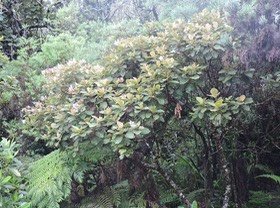 7 Petit mahot, Dombeya ficulnea  