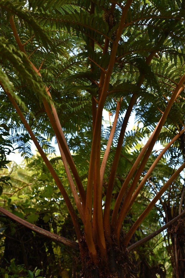 Alsophila glauca - Fanjan femelle - CYATHEACEAE - Endémique Réunion