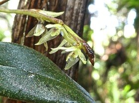 Bulbophyllum nutans.orchidaceae.indigène Réunion.P1760028