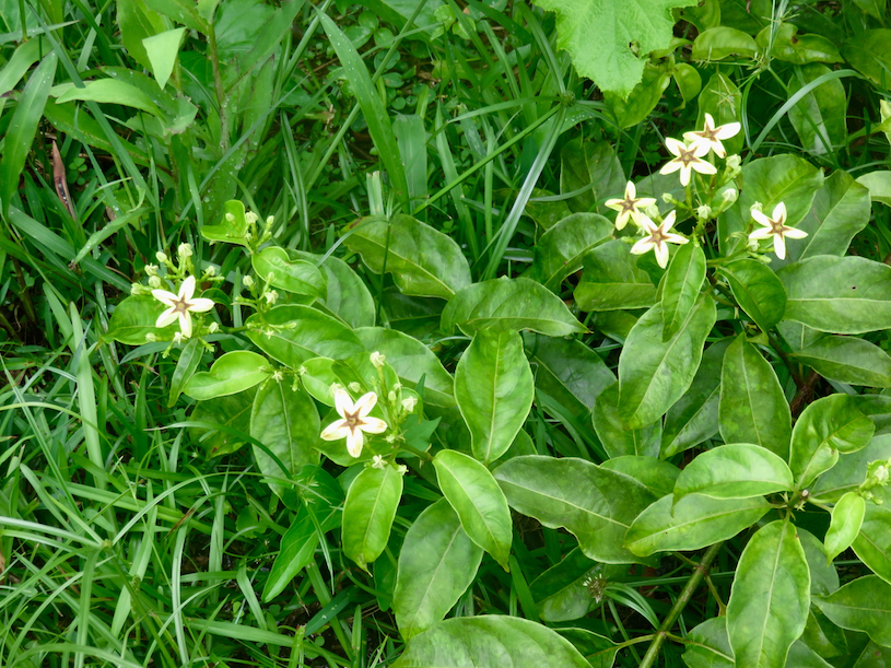 1. Mussaenda arcuata - Lingue café - RUBIACEAE