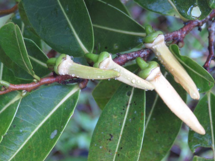 10. Fleurs de Xylopia richardii - Bois de banane - Annonacée - B