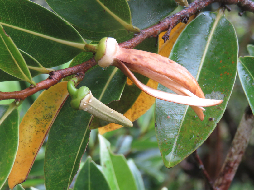 11. Fleurs de Xylopia richardii - Bois de banane - Annonacée - B