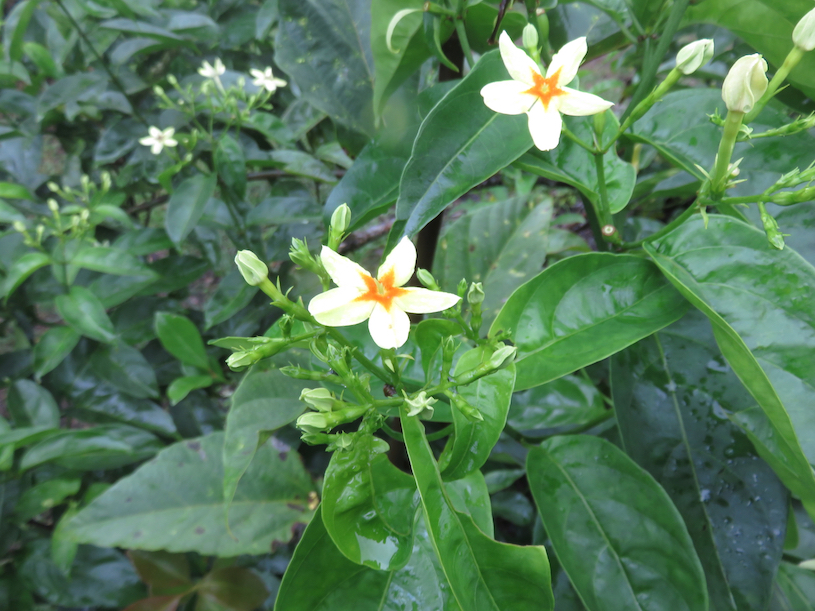 12. Mussaenda arcuata - Lingue café - RUBIACEAE 