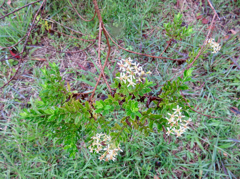 13. Hubertia ambavilla Bory - Ambaville (verte) - Asteraceae - Endémique R