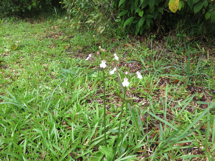 14. Cynorkis fastigiata -  - ORCHIDACEAE 