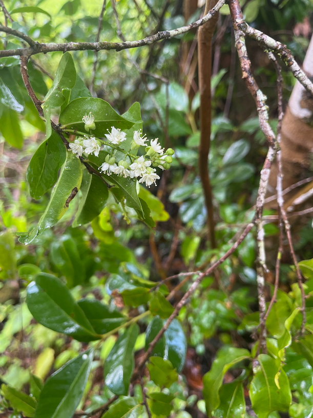 15. Fleurs de Grangeria Comm. ex Juss. - Bois de punaise