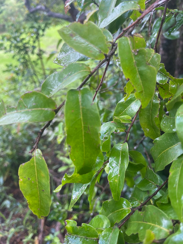 16. Feuille de  Grangeria Comm. ex Juss. - Bois de punaise