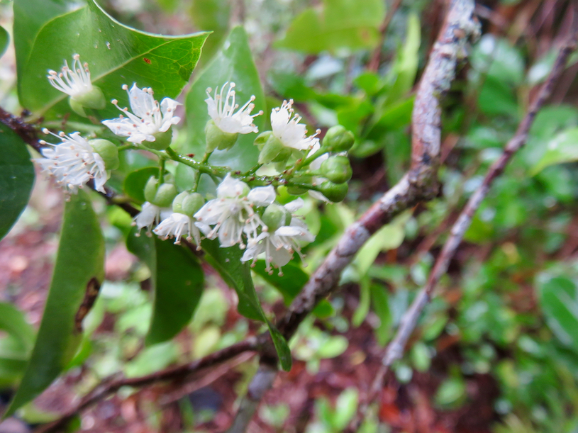 17. Fleurs de Grangeria Comm. ex Juss. - Bois de punaise
