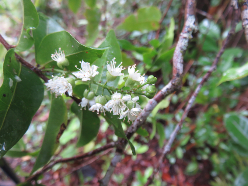 18. Fleurs de Grangeria Comm. ex Juss. - Bois de punaise 