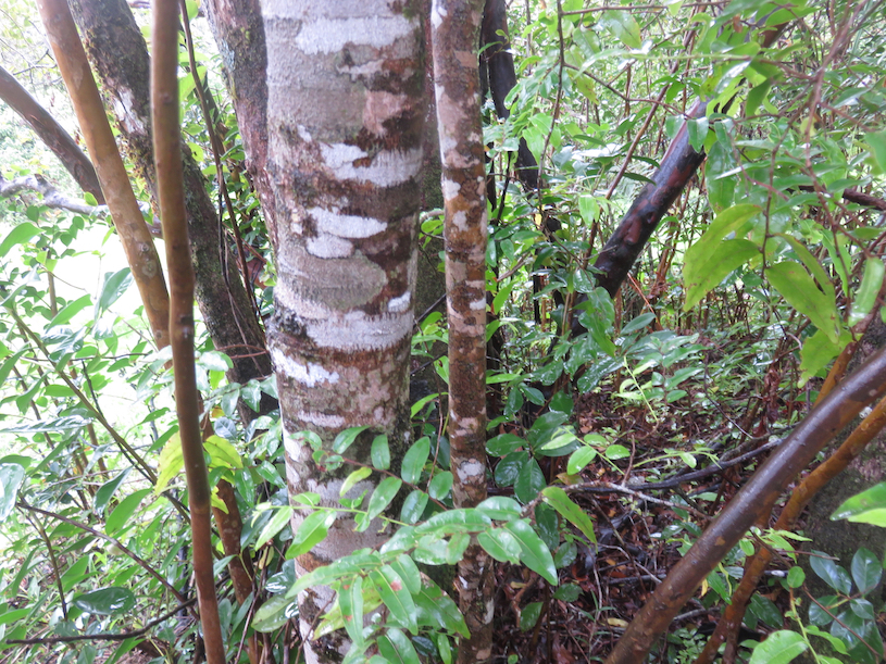 19. Écorce de Fleurs de Grangeria Comm. ex Juss. - Bois de punaise