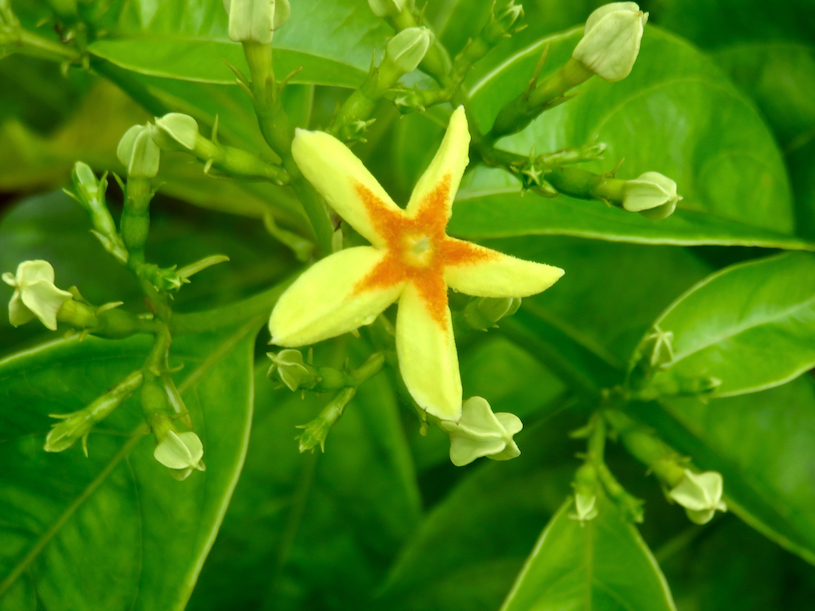 2. Mussaenda arcuata - Lingue café - RUBIACEAE