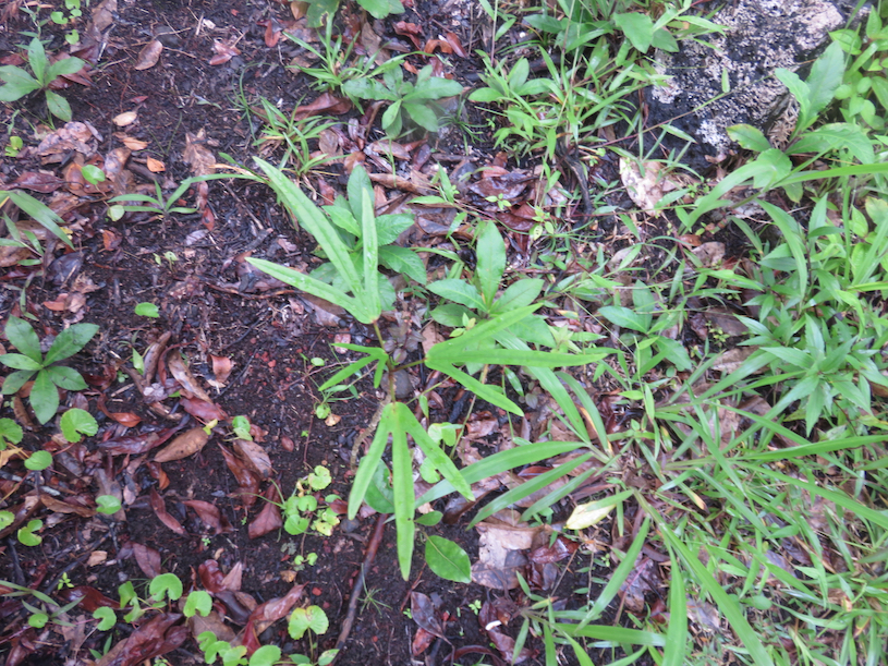 20. Hibiscus boryanus - Foulsapatte marron- Malvacée- B