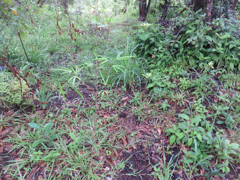 21. Sauvetage d'une espèce menacée - Hibiscus boryanus - Foulsapatte marron- Malvacée- B. 