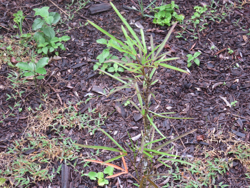 22. Hibiscus boryanus - Foulsapatte marron- Malvacée- B..jpg