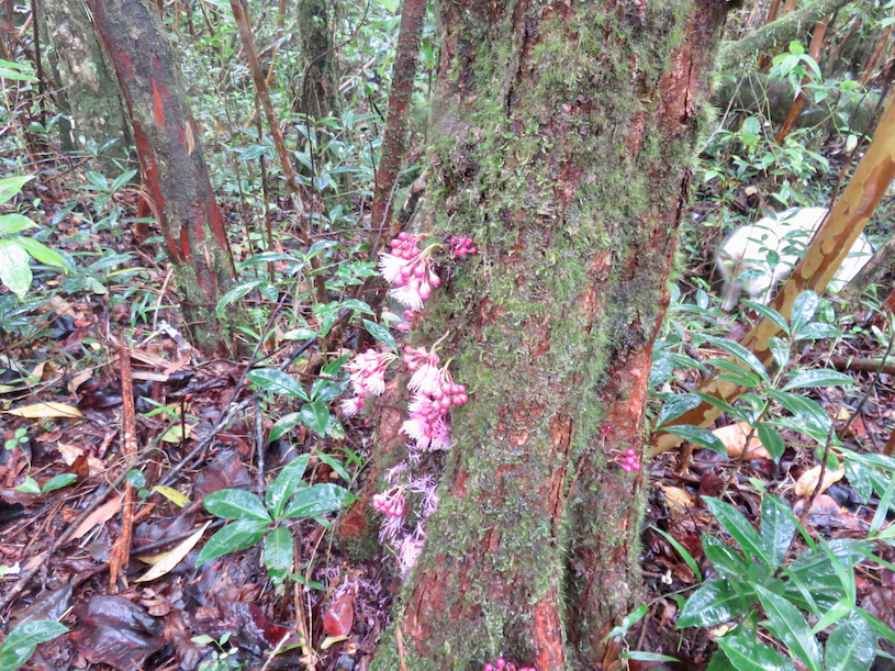 23. Syzygium ??? cordemoyi - Bois de pomme à grandes feuilles - Myrtacée - B 