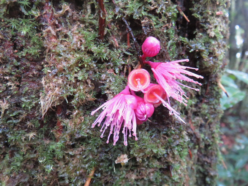 24. Fleurs de Syzygium ??? cordemoyi - Bois de pomme à grandes feuilles - Myrtacée - B