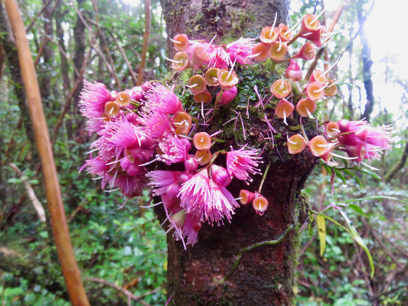 25. Fleurs de Syzygium ??? cordemoyi - Bois de pomme à grandes feuilles - Myrtacée - B 