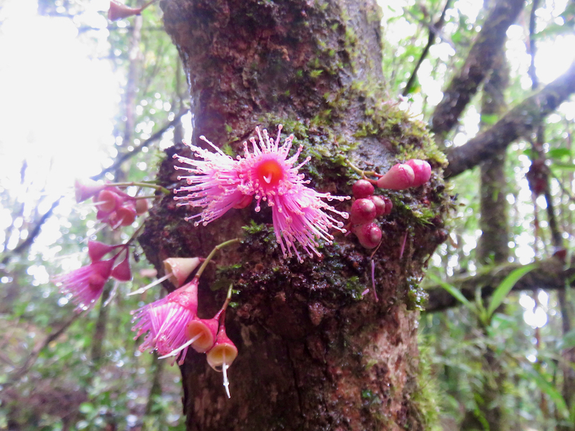 26. Fleurs de Syzygium ??? cordemoyi - Bois de pomme à grandes feuilles - Myrtacée - B