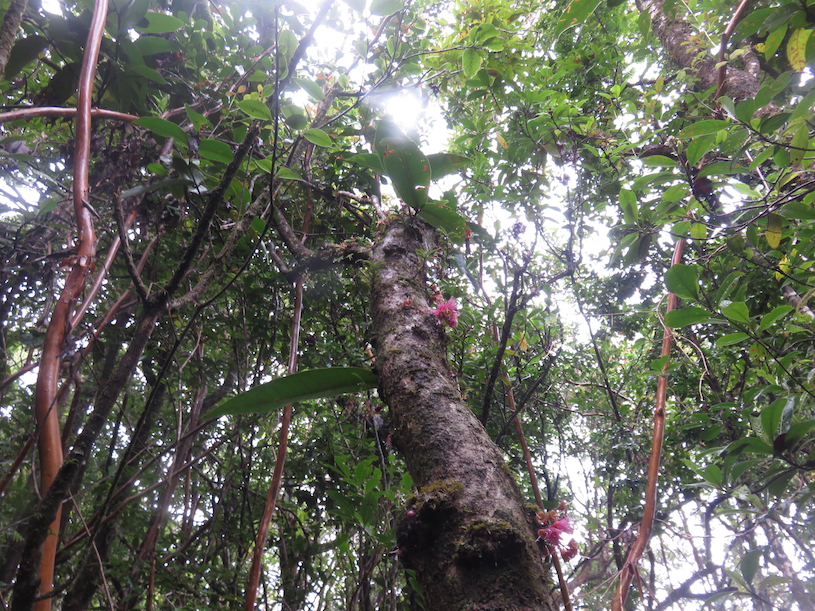 27. Fleurs de Syzygium ??? cordemoyi - Bois de pomme à grandes feuilles - Myrtacée - B