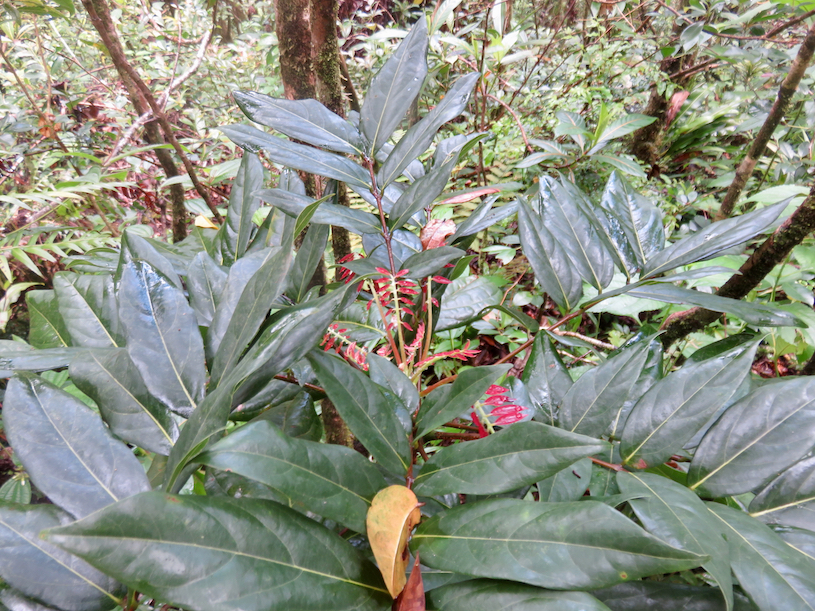 28. Cnestis glabra - Mafatamboa ou Mafatambois - Connaraceae  - indig ène Réunion, Maurice existe à Madagascar