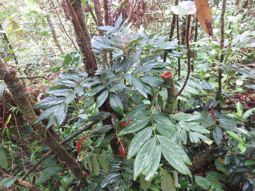 29. Cnestis glabra - Mafatamboa ou Mafatambois - Connaraceae  - indig ène Réunion, Maurice existe à Madagascar