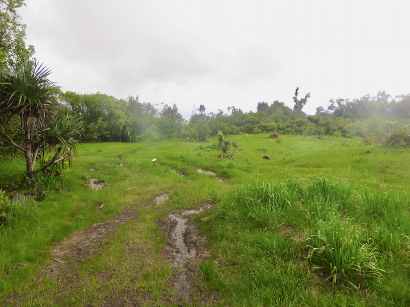 3. Espace où sont plantées des endémiques  avant d'entrer sur le sentier vers la pandanaie