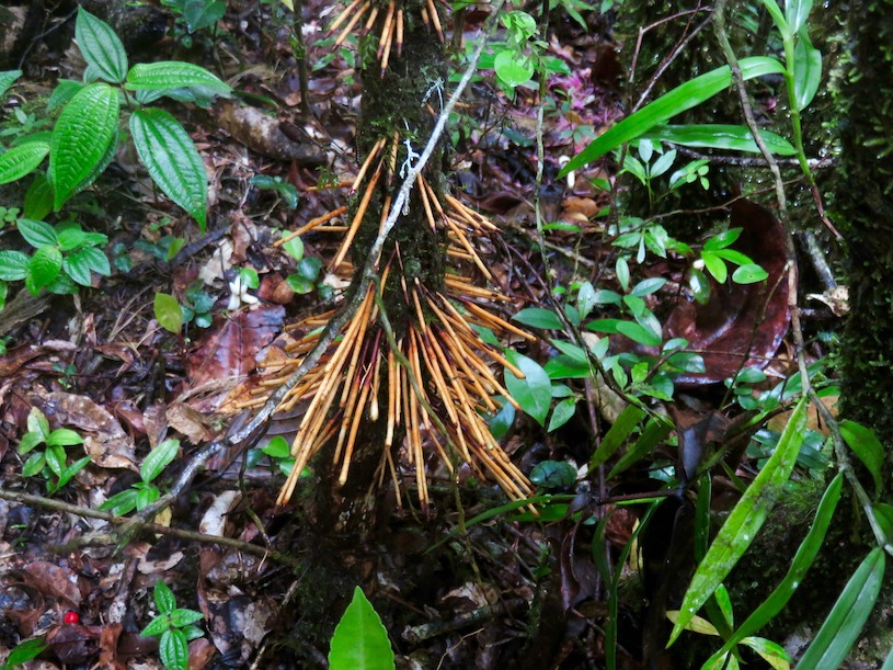 30. Racines orangées de Syzygium cordemoyi - Bois de pomme à grandes feuilles - Myrtacée - B.