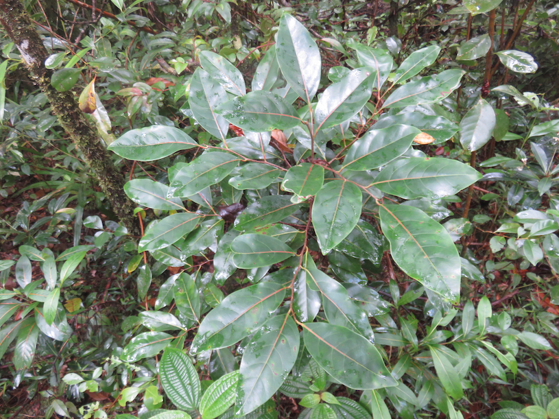 31. Casearia coriacea - Bois de cabri rouge - Flacourtiaceae - endémique de la Réunion et de Maurice