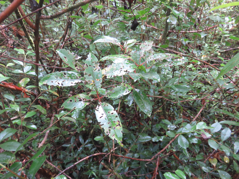 32. Apodytes dimidiata - Bois de peau gris -codène - Icacinacée- M