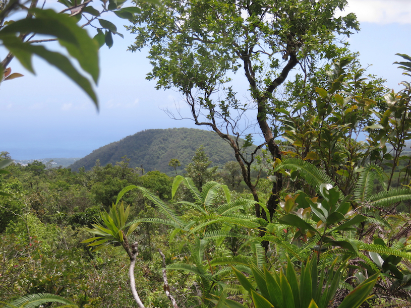 33. Piton Armand ou Piton de Sainte-Anne