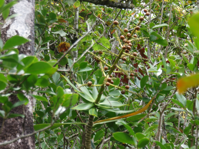 34. Fruits de Dracaena reflexa - Bois de chandelle - Asparagaceae