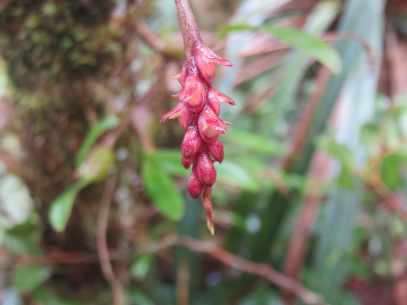 35. Fleur de Bulbophyllum Bernadetti - pendulum
