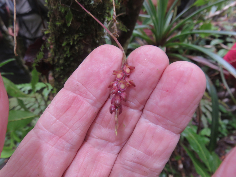 36. Fleur de ??? Bulbophyllum Bernadetti - pendulum
