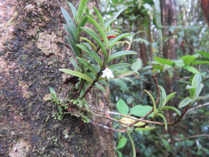 37. Angraecum pectinatum Thouars, 1822