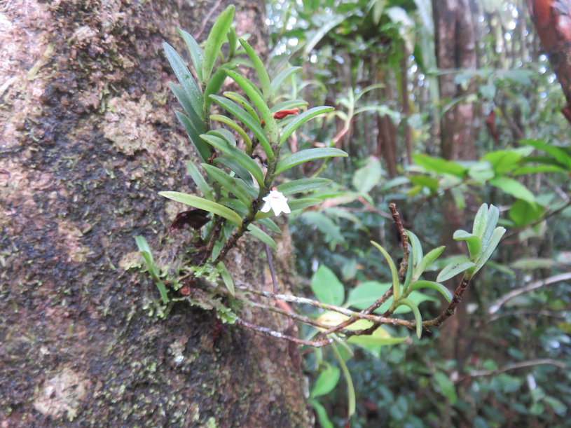 38. Angraecum pectinatum Thouars, 1822