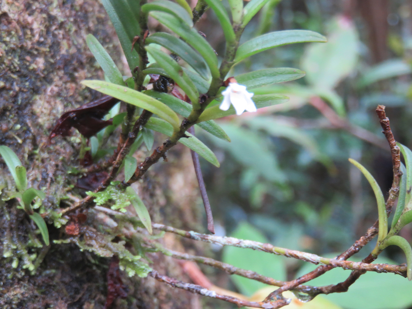 39. Angraecum pectinatum Thouars, 1822