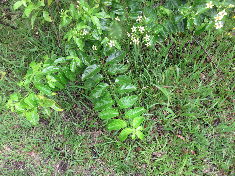 4. Mussaenda arcuata - Lingue café - RUBIACEAE