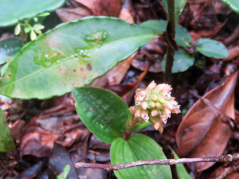 40. Platylepis ??? occulta (Thouars) Rchb. f