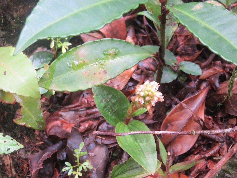 41. Platylepis ??? occulta (Thouars) Rchb. f..jpg