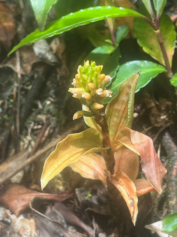 42. Platylepis ??? occulta (Thouars) Rchb. f.