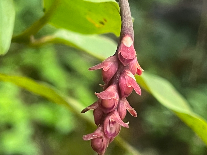 43. Fleurs Bulbophyllum pendulum Orchidaceae ENDEMIQUE LA REUNION, MAURICE